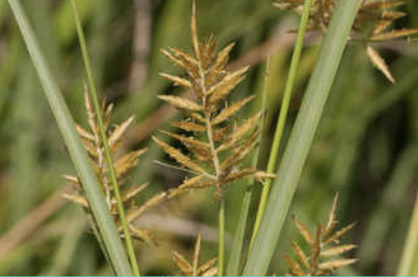 Yellow Weeds